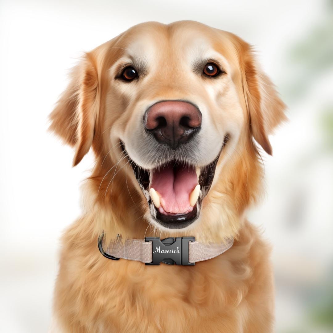 Personalized Modern Solid Dog Collar with Name Engraved Cute and Soft Adjustable Collar & Leash Set, Black or Gold Buckle, Dog Gift (OG-107)
