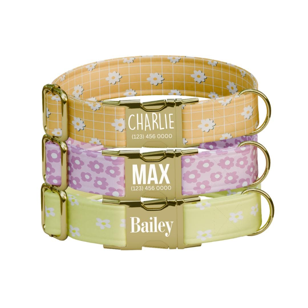 Personalized Daisy Floral Dog Collar with Name Engraved Cute & Soft Adjustable Collar Leash Set Unique Daisy Floral Pet Dog Tag Gift (OG-72)